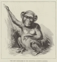 The New Chimpanzee in the Zoological Society